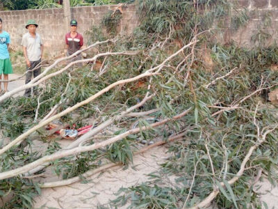 CA đưa người chặt cây bạch đàn đè trúng 3 nữ sinh khỏi địa phương, tránh người nhà bức xúc