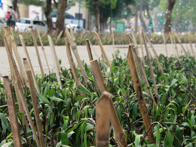 Tháo dỡ hàng chông tre nguy hiểm trong vườn hoa giữa lòng Thủ đô