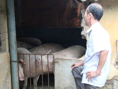 “Thủ phủ” nuôi lợn miền Bắc lao đao trong cơn “bão giá”