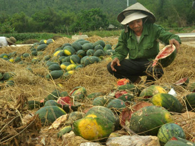 Tại sao nông sản liên tục rớt giá?