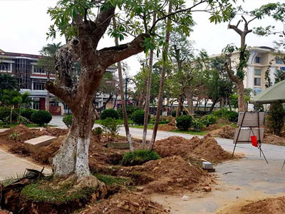 Thái Bình đột ngột di dời loạt cây cổ thụ trăm tuổi