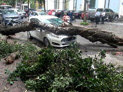 Nhiều cây xanh ở Hà Nội bị đổ vì không có rễ