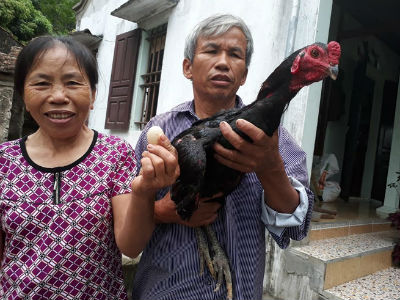 Chú gà trống chọi bất ngờ đẻ trứng!