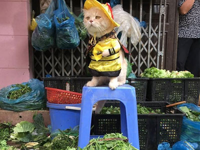 Chú mèo hóa hoàng thượng bán thịt, rau “cute phô mai que” nhất là đây