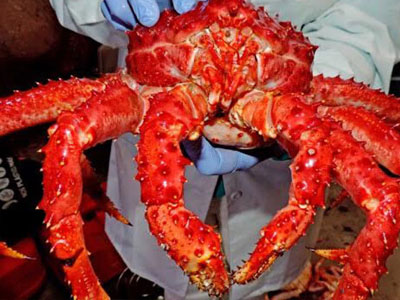 Đại gia Hà thành săn loài cua dài 1 mét giá 10 triệu mở tiệc