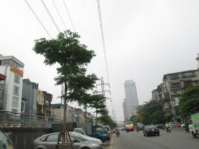 Hà Nội: Hàng cây xanh trồng dưới lưới điện cao thế giờ ra sao?