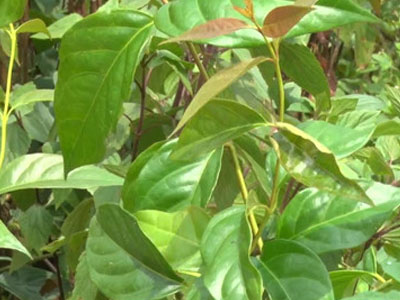 Hái nhầm lá ngón làm rau ăn, 2 mẹ con tử vong thương tâm