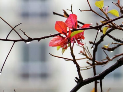 Áp thấp nhiệt đới suy yếu, Hà Nội đêm và sáng có mưa