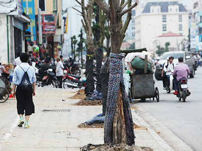 Quấn chăn bông, cây vẫn chết trên “đường cong mềm mại” ở HN