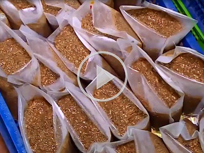 Clip: 8 tấn cua xay bốc mùi thối chuẩn bị tiêu thụ ở chợ Hà Nội