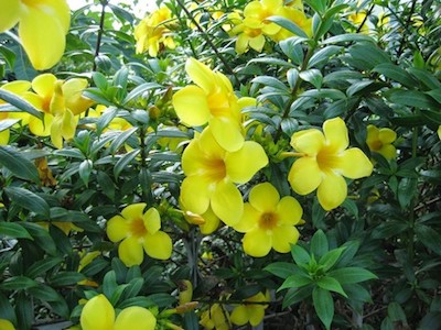Bộ Y tế đề nghị các trường chặt bỏ ngay cây và hoa chứa chất độc