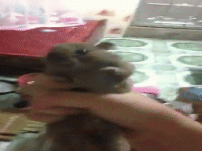 Cô gái gây tranh cãi khi đăng clip tự bắt và bóp chết con chuột trên tay