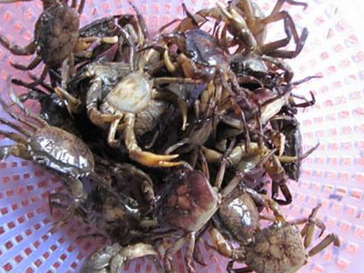 Sự thật đáng sợ trong gói cua đồng xay sẵn đông lạnh