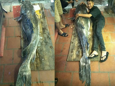 "Thủy quái” sông Mê Kông nặng 112kg xuất hiện ở Hà Nội