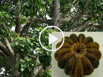 Video: Ngăn ngừa ngộ độc từ cây, hoa trồng trong trường học