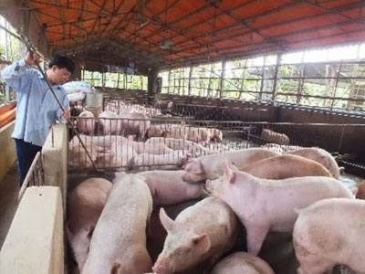 Chuyện lạ: Giá thịt lợn bằng 2 cốc trà đá