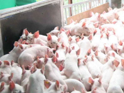 Hộ chăn nuôi lợn Hà Nội đã “mất” 1.500 tỷ trong 6 tháng qua