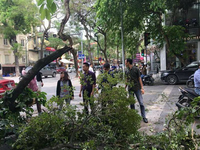 Cây xanh gãy đổ ở Hà Nội, hàng chục người chờ đèn đỏ thoát nạn