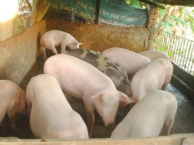 Hàng ngàn nông dân điêu đứng: Bộ Công Thương cấp bách giải cứu lợn