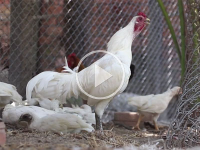 Video: Gà rừng đột biến gen lông trắng, chân xanh 5 triệu đồng cặp