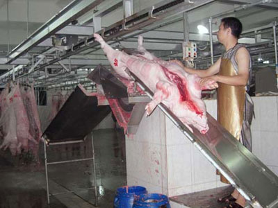 Trung Quốc cũng muốn "giải cứu" heo Việt?