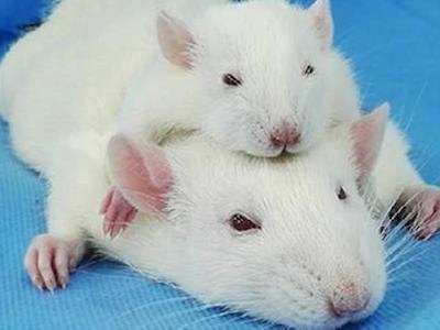 TQ: Ghép thành công đầu chuột, sắp ghép đầu người
