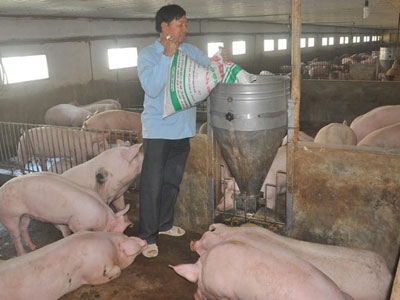 Tài chính, ngân hàng đồng loạt ra văn bản giải cứu thịt lợn