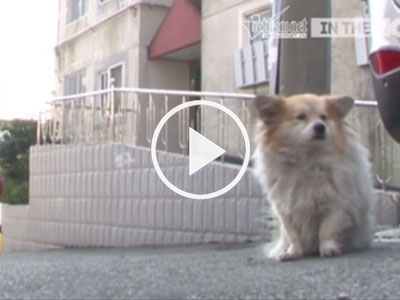 Video: Chuyện chú chó đợi chủ suốt 3 năm trong ngôi nhà hoang