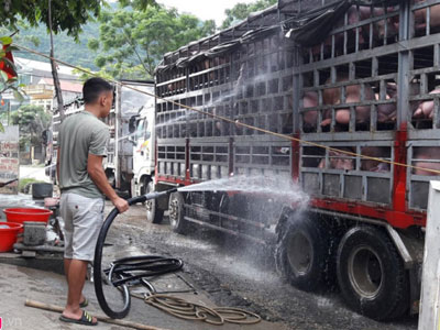 Tiểu thương thuê người gánh heo bán tiểu ngạch qua Trung Quốc