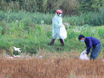 Bùng phát dịch cúm gia cầm H5N1 với số lượng lớn