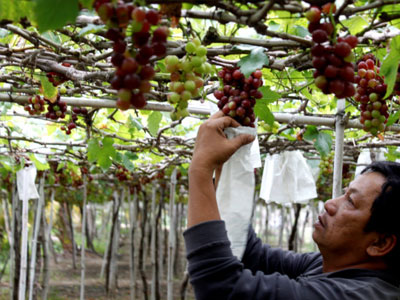 Nho Ninh Thuận giá cao gấp 1,5 lần nhưng mất mùa