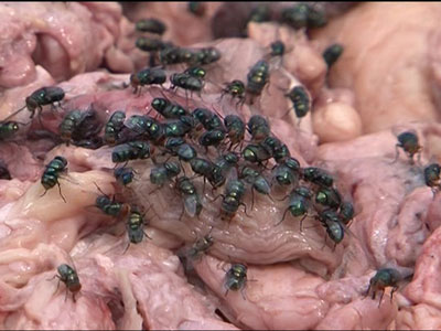 Ruồi nhặng bu kín gần 2 tạ mỡ hôi thối
