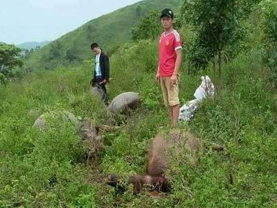 Sét đánh chết 6 con trâu, người đi chăn bất tỉnh