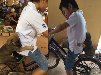Chú cún ôm chặt cậu chủ, kéo cũng không buông khi được chở đi chợ quê