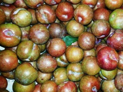 Mận Bắc vào Nam tăng giá gấp ba