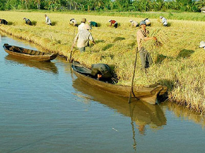 Nợ như "chúa Chổm", Nông trường Sông Hậu xin khoanh nợ và xoá lãi