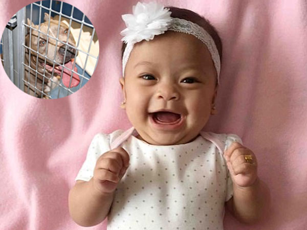 Bé gái 6 tháng tuổi bị chó Pit bull nuôi 9 năm cắn chết khi đang chơi trong xe tập đi