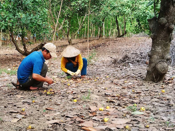 Cây tỷ đô rụng quả hàng loạt: Nông dân mất hàng trăm triệu đồng