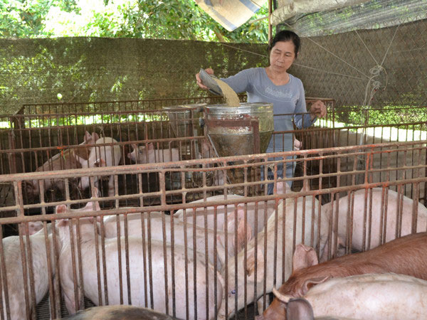 Heo hơi tại Đồng Nai tăng giá 4.000 đồng một kg sau đợt "giải cứu"