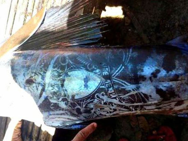 Philippines: Bắt được loài cá xăm kín thân hết sức kỳ lạ