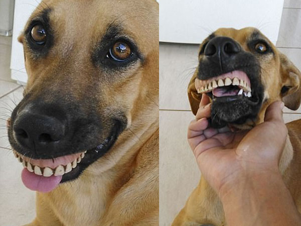 Chú chó nổi tiếng vì có hàm...răng người