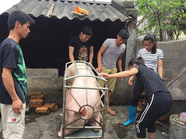 Một doanh nghiệp mua hết số lợn của chị bán thịt bị hắt chất bẩn