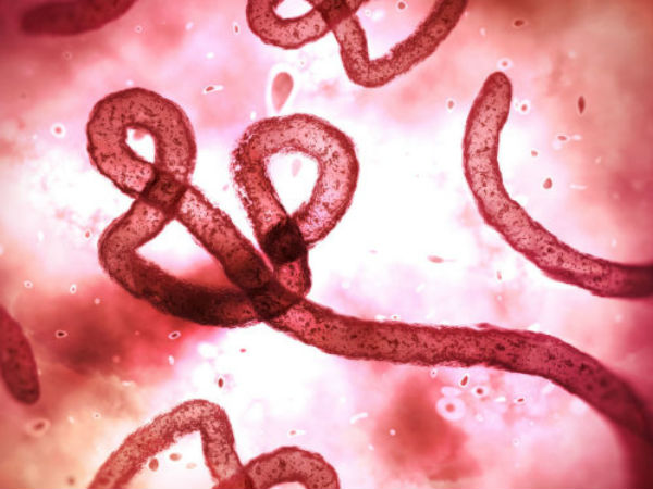 WHO cảnh báo nguy cơ bùng phát Ebola trở lại ở Congo