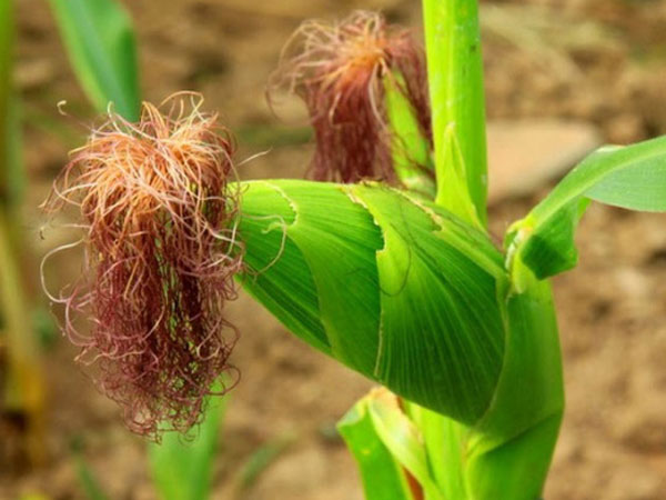 Thuốc giải độc từ cây ngô