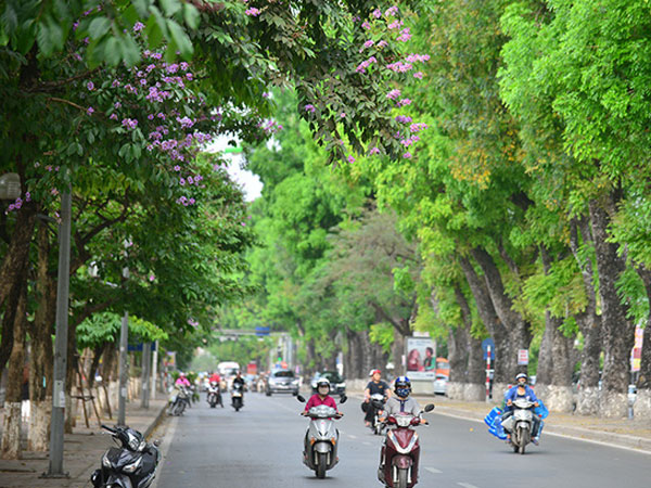 Hà Nội tím biếc mùa hoa bằng lăng
