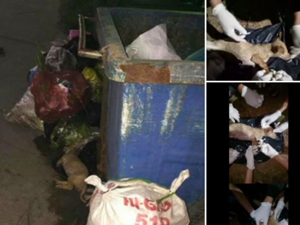 Chú chó bị gãy xương sống, nằm thoi thóp ở bãi rác được nhóm bạn trẻ cứu sống kịp thời