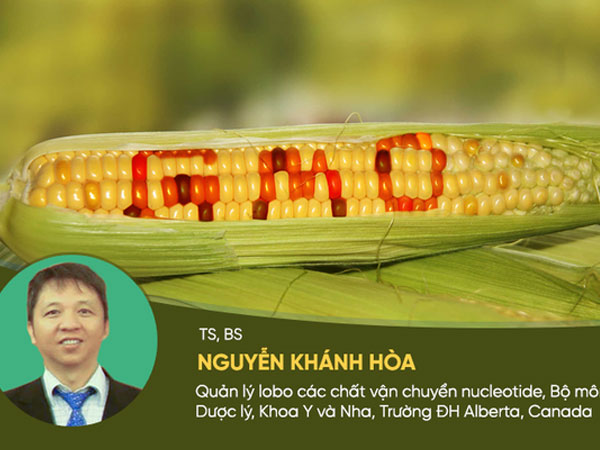 Không phải ung thư, đây mới là nguy cơ lớn nhất từ thực phẩm biến đổi gen!