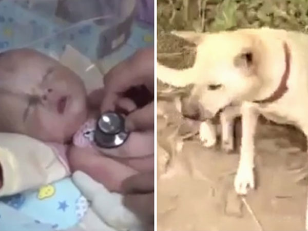 Thấy thú cưng điên cuồng đào bới đất, chủ nhân chạy ra và phát hiện bé trai 1 tháng tuổi bị chôn sống