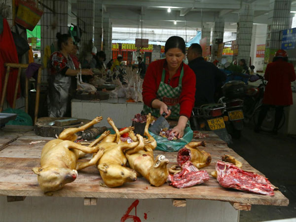 Trung Quốc sẽ cấm bán thịt chó ở lễ hội tai tiếng
