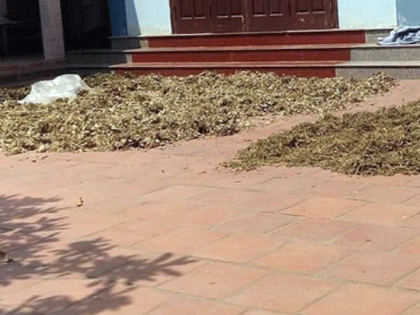 Hoang đường chuyện bà lang bốc thuốc “sinh con trai”